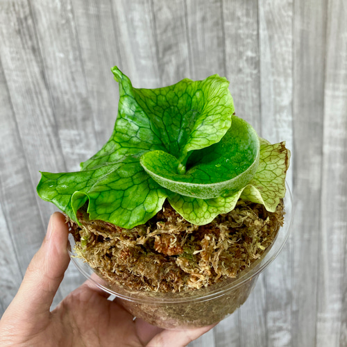 ビカクシダ スパーバム 大きめ 観葉植物 Amazon | PLANCHU 観葉植物 ビカクシダ スパーバム 5号吊り鉢