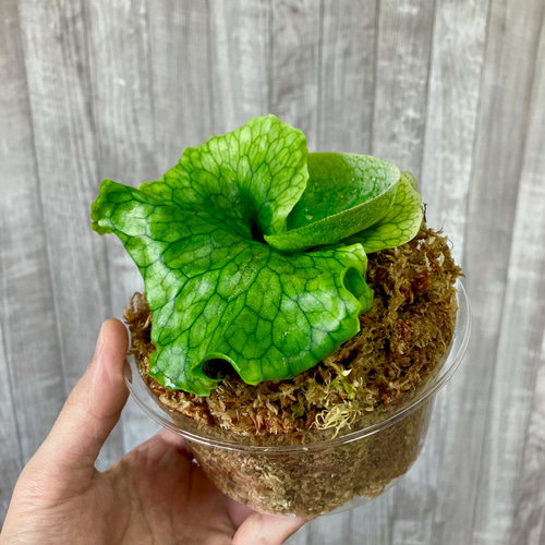 ビカクシダ 3種 ① ビカクシダ 3種セット(B) ビカクシダ苗、ドワーフ3