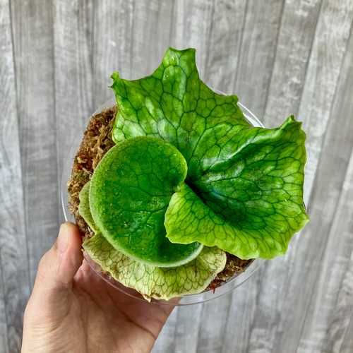 スパーバム 幼苗 ビカクシダ 観葉植物 インテリアグリーン その他