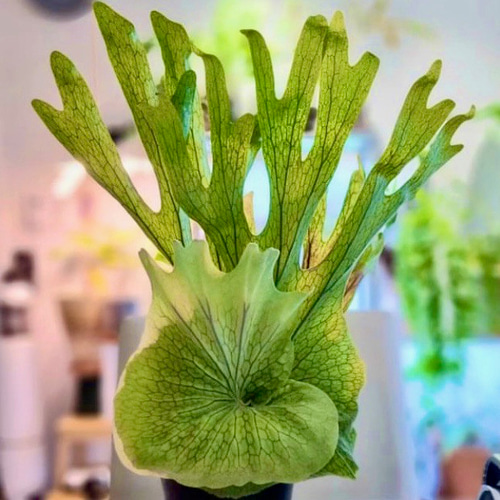 スパーバム 幼苗 ビカクシダ 観葉植物 インテリアグリーン