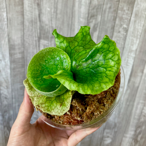 Summerセール☀️¥19,800→¥17,500ビカクシダ　スパーバム　抜き苗 Summerセール☀️¥19,800→¥17,500ビカクシダ スパーバム 抜き苗