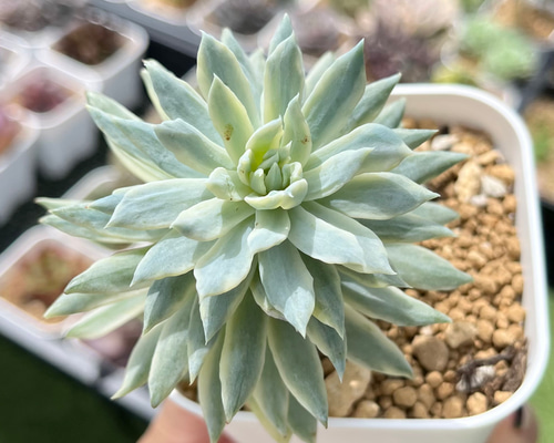 多肉植物　韓国苗　リファー 多肉植物 韓国苗 リファー