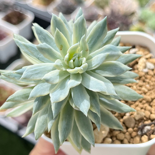 ファンファーレ錦 厳選韓国苗 名前付き 多肉植物 〜Green〜多肉畑