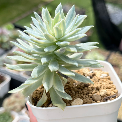 多肉植物　韓国苗　リファー 多肉植物 韓国苗 リファー