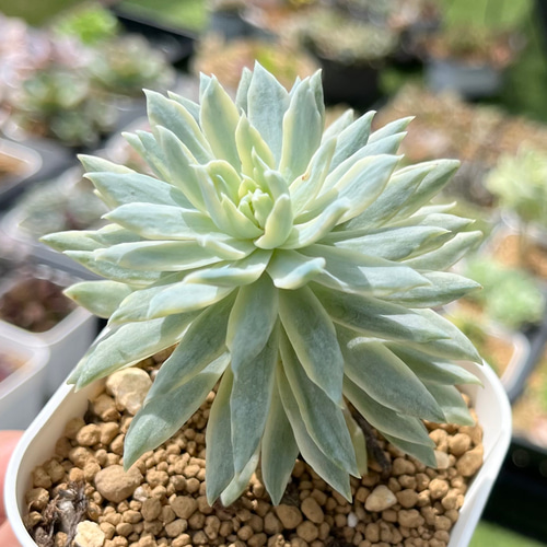 ファンファーレ錦 厳選韓国苗 名前付き 多肉植物 〜Green〜多肉畑