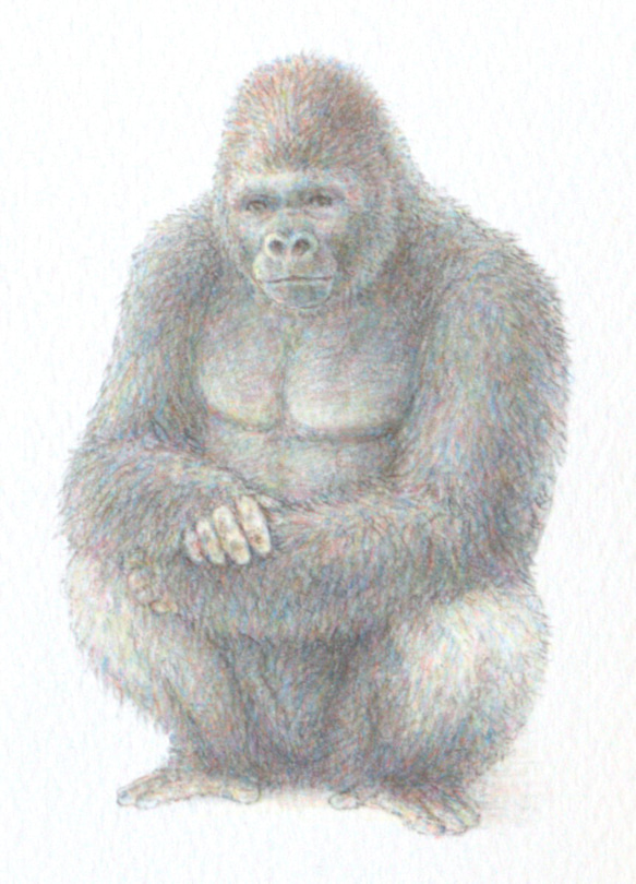 【手描き】　彩色 鉛筆画　No.22  Gorilla   Western lowland gorilla 3枚目の画像