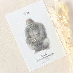 【手描き】　彩色 鉛筆画　No.22  Gorilla   Western lowland gorilla 2枚目の画像