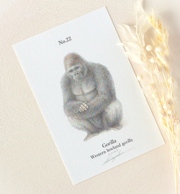 【手描き】　彩色 鉛筆画　No.22  Gorilla   Western lowland gorilla 2枚目の画像