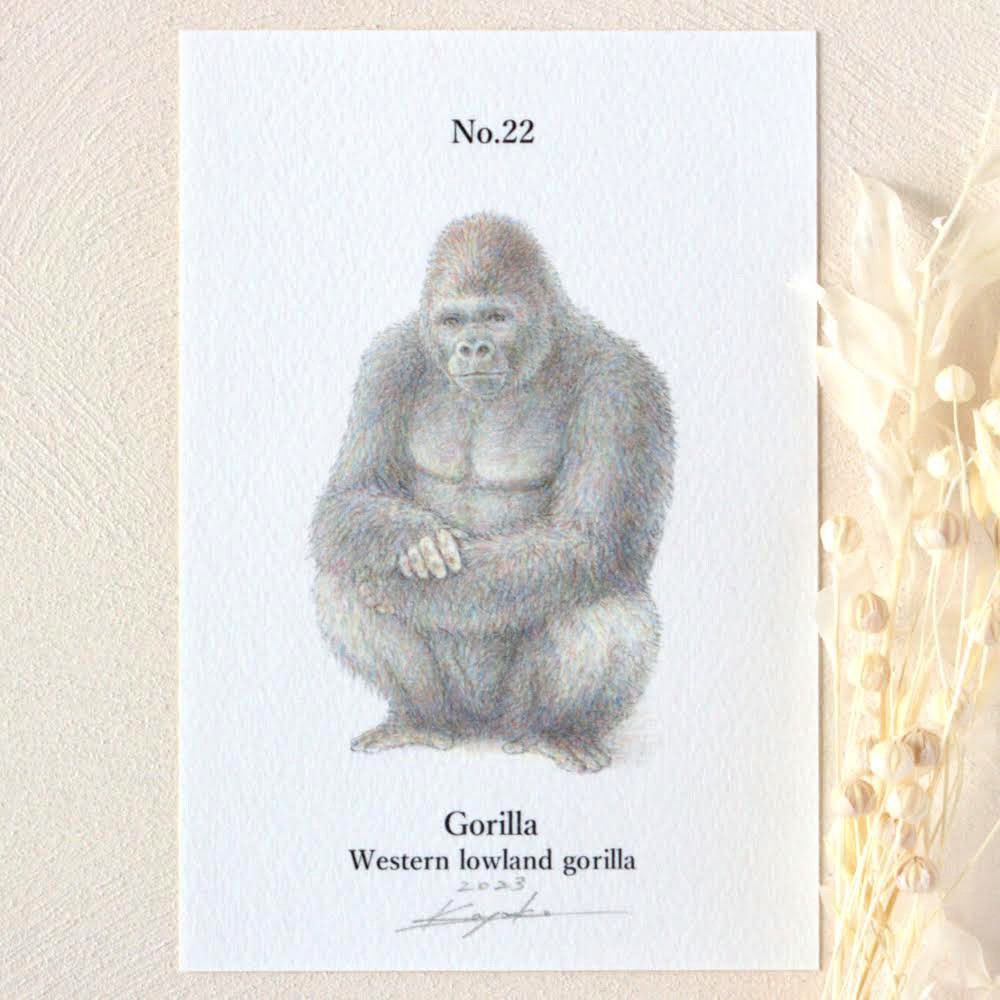手描き】 彩色 鉛筆画 No.22 Gorilla Western lowland gorilla