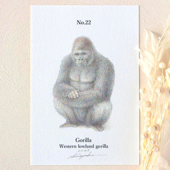 【手描き】　彩色 鉛筆画　No.22  Gorilla   Western lowland gorilla 1枚目の画像