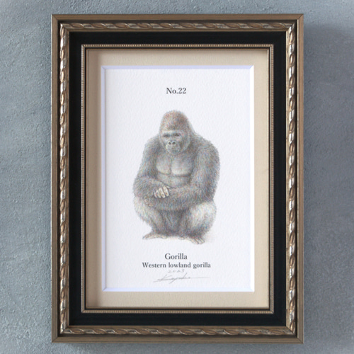 手描き】 彩色 鉛筆画 No.22 Gorilla Western lowland gorilla