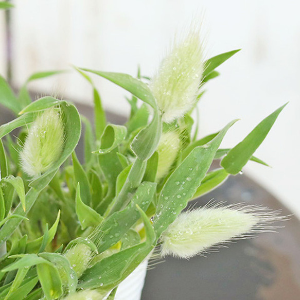 再入荷草花苗 ラグラス バニーテール 2.5号 カラーリーフ 庭植え 花壇 コンテナ 1枚目の画像