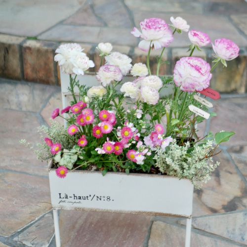 ふわふわ ラナンキュラス 春の寄せ植え ベンチ型ポット 華やかなで