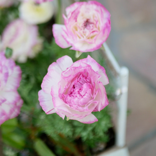 ふわふわ ラナンキュラス 春の寄せ植え ベンチ型ポット 華やかな