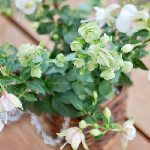 ナチュラルなハンギングバスケット 爽やかなカラー フクシアプーニー