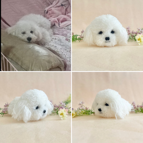 プードルカットのうちの子ぽんぽん（ぺしゃんこタイプ） ビション
