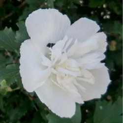 朝に開花し夜には生涯を終える 儚い1日花 純白の槿は風炉の季の茶花として珍重 15cm 1枚目の画像