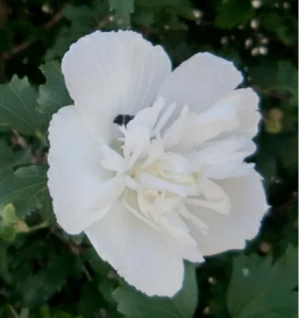 朝に開花し夜には生涯を終える 儚い1日花 純白の槿は風炉の季の茶花として珍重 15cm 1枚目の画像