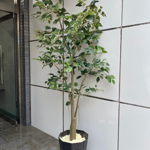 光触媒　人工観葉植物　ウォールグリーン　フェイク　フラワー　ベンジャミン@gja 光触媒 人工観葉植物 ウォールグリーン フェイクグリーン