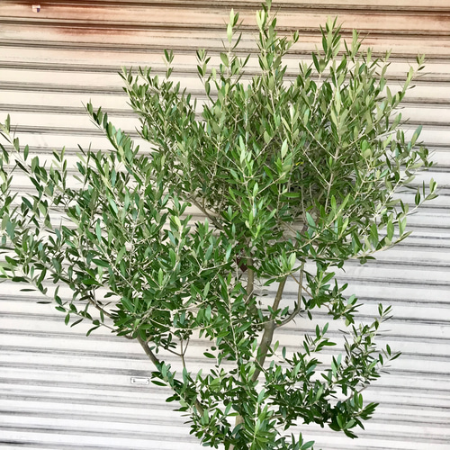 現品 厳選株/ オリーブの木 オリーブ souju ネバディロブランコ 10号