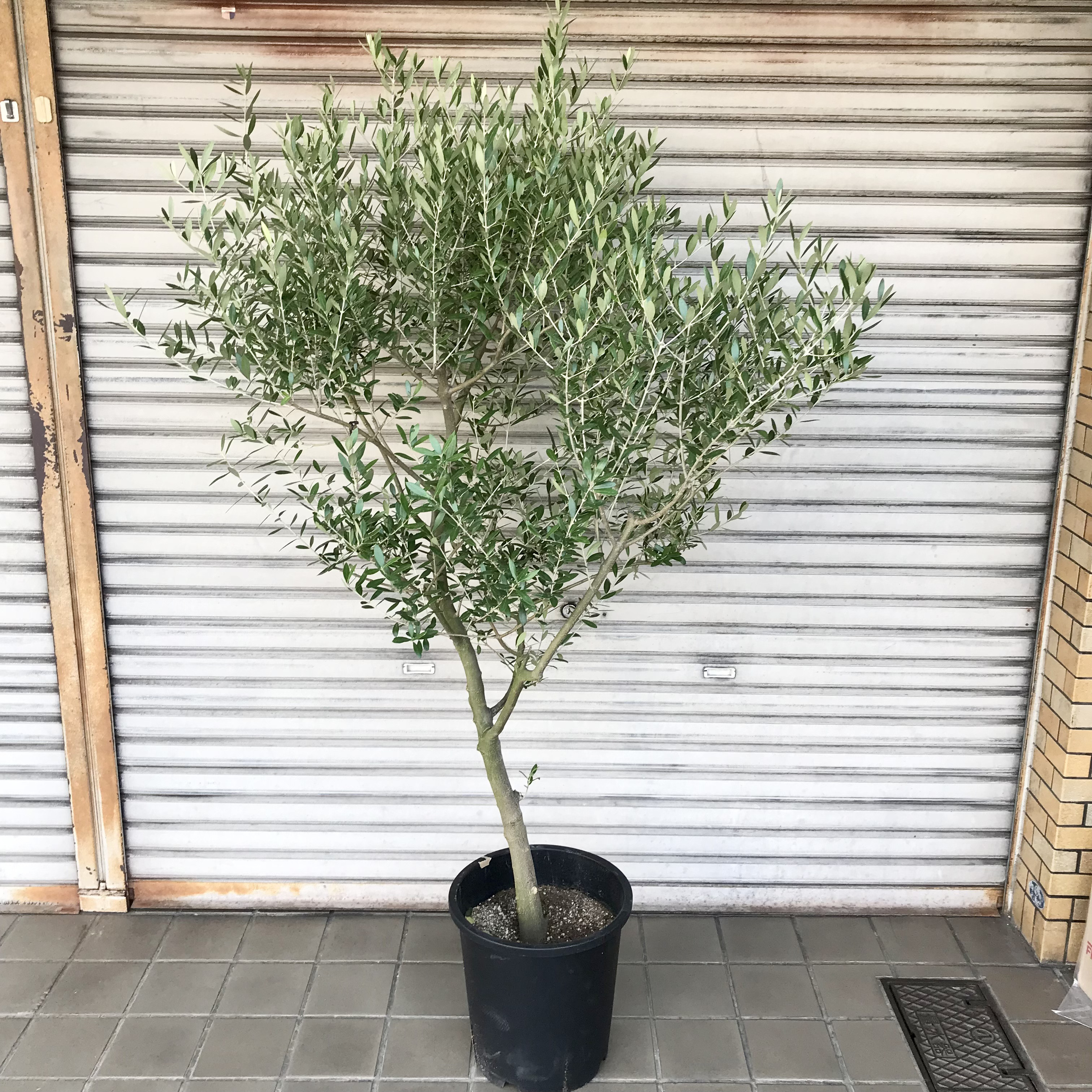 おしゃれ 観葉植物 選べる：オリーブの木 ネバディロブロンコ 7