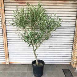現品 厳選株/ オリーブの木 オリーブ souju ネバディロブランコ 10号