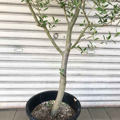 現品 厳選株/ オリーブの木 オリーブ souju ネバディロブランコ 10号