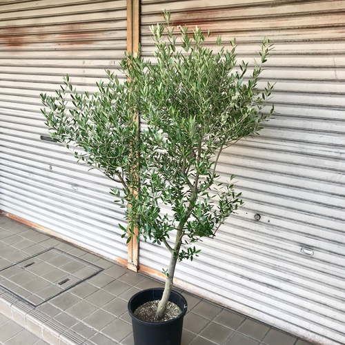 現品 厳選株/ オリーブの木 オリーブ souju ネバディロブランコ 10号