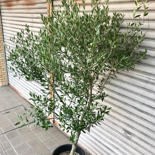 現品 厳選株/ オリーブの木 オリーブ souju ネバディロブランコ 10号