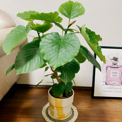 現品］フィカス ウンベラータ 根上り 7号 観葉植物 ゴムノキ おしゃれ