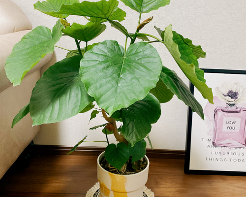 ［現品］♡かわいい♡ 92番　フィカス　ウンベラータ　曲がり　7号　ゴムの木 現品］♡かわいい♡ 92番 フィカス ウンベラータ 曲がり 7号