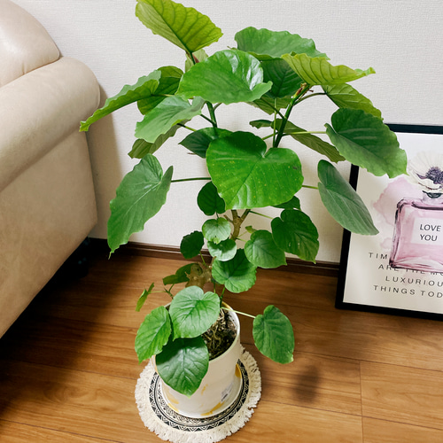 現品］フィカス ウンベラータ 根上り 7号 観葉植物 ゴムノキ おしゃれ