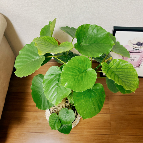 現品］フィカス ウンベラータ 根上り 7号 観葉植物 ゴムノキ おしゃれ