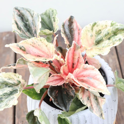 色彩鮮やかなペペロミア♪ニューピンクレディ♪オシャレな陶器鉢植え