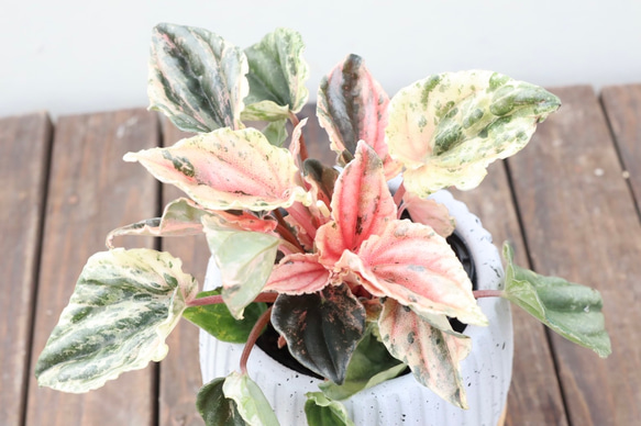 色彩鮮やかなペペロミア♪ニューピンクレディ♪オシャレな陶器鉢植え