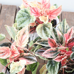 色彩鮮やかなペペロミア♪ニューピンクレディ♪オシャレな陶器鉢植えです♪観葉植物♪ 7枚目の画像