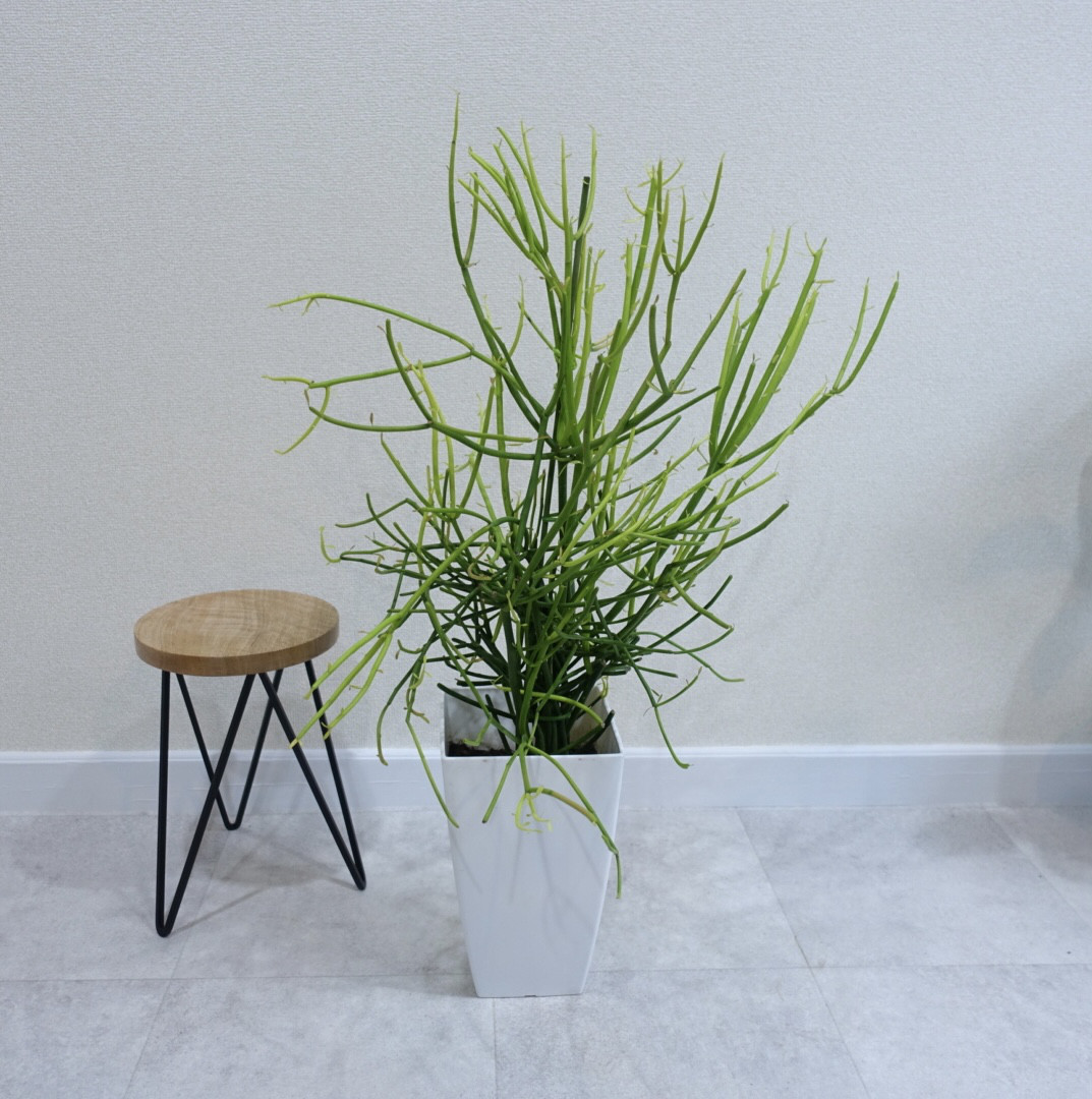 追記 珍しい観葉植物 ミルクブッシュ