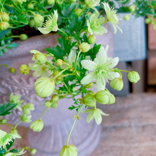 陶器鉢！ライムグリーンの小花♡クレマチスピクシー寄せ植え♡【毎年