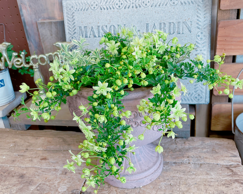 陶器鉢！ライムグリーンの小花♡クレマチスピクシー寄せ植え♡【毎年