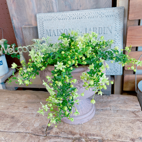 陶器鉢！ライムグリーンの小花♡クレマチスピクシー寄せ植え♡【毎年