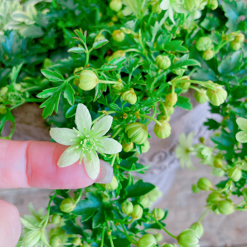 陶器鉢！ライムグリーンの小花♡クレマチスピクシー寄せ植え♡【毎年