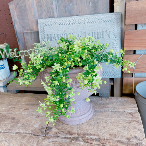 陶器鉢！ライムグリーンの小花♡クレマチスピクシー寄せ植え♡【毎年