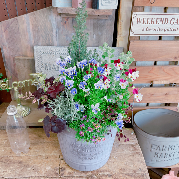 現品SALE♡【10種類たっぷり寄せ植え】2種類ビオラ入り！ナチュラル