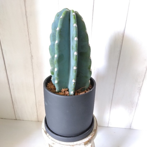 柱サボテン 鬼面角 ①