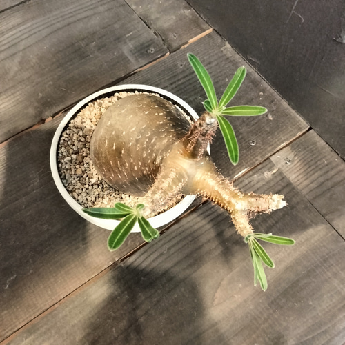 最終値下げ塊根植物 パキポディウム グラキリス 高さ23センチ