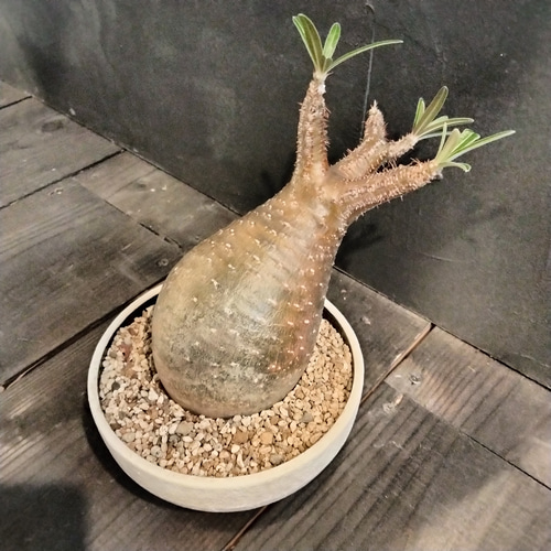 最終値下げ塊根植物 パキポディウム グラキリス 高さ23センチ はみ出し