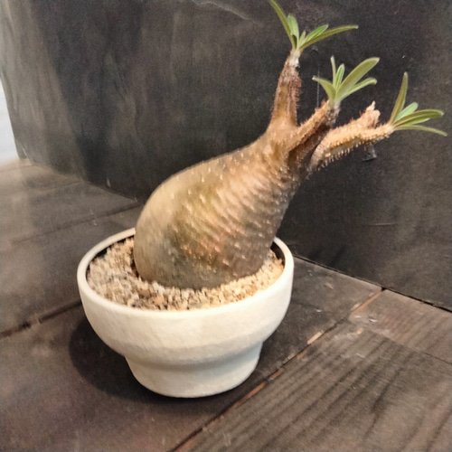 最終値下げ塊根植物 パキポディウム グラキリス 高さ23センチ はみ出し