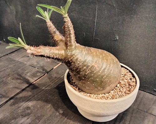 6ef9598f2faed8ff991595ceea8e57