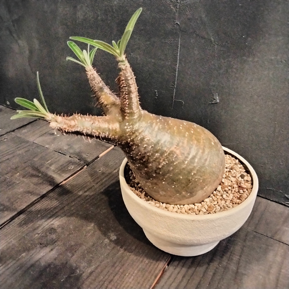 最終値下げ塊根植物 パキポディウム グラキリス 高さ23センチ はみ出し