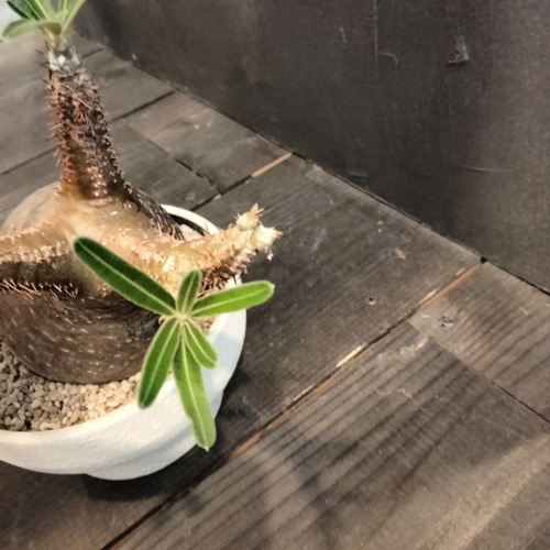 最終値下げ塊根植物 パキポディウム グラキリス 高さ23センチ